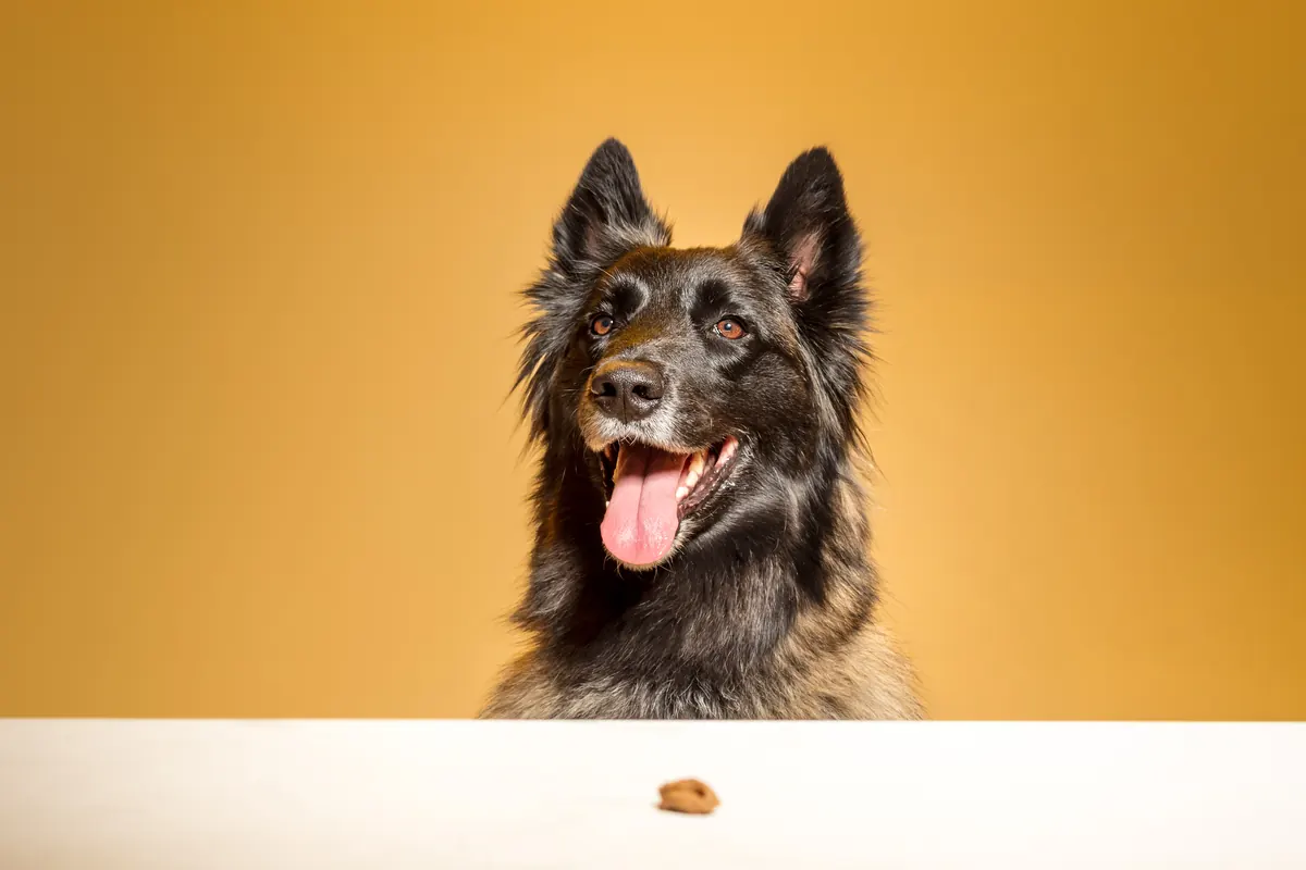 Portrait animal — Studio Deux-Quatre Guebwiller