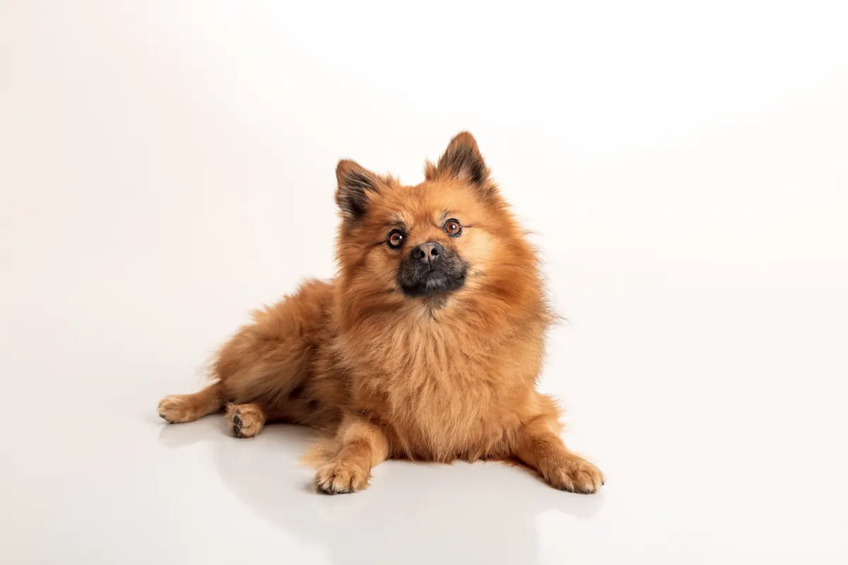Portrait animal — Studio Deux-Quatre Guebwiller