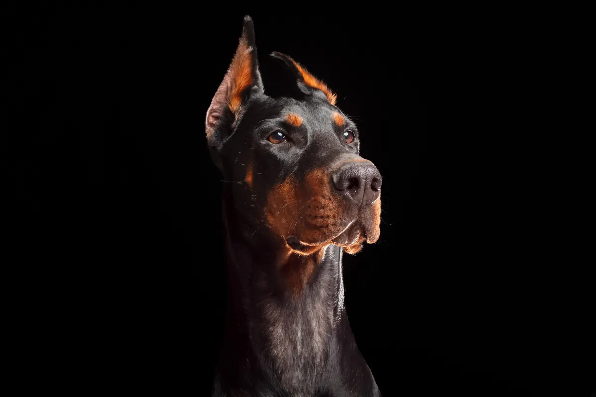 Portrait animal — Studio Deux-Quatre Guebwiller