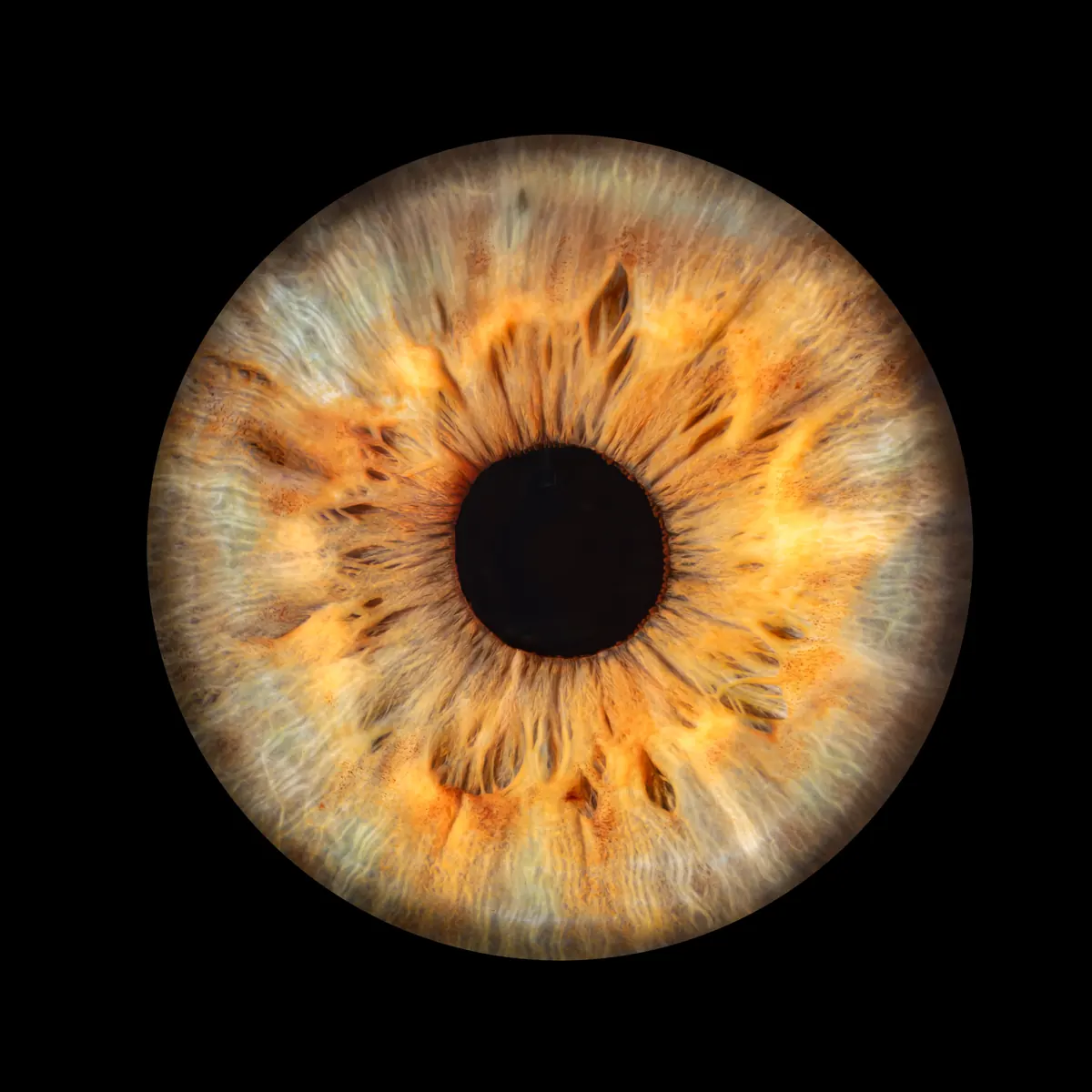 Photo iris macro — Studio Deux-Quatre Guebwiller
