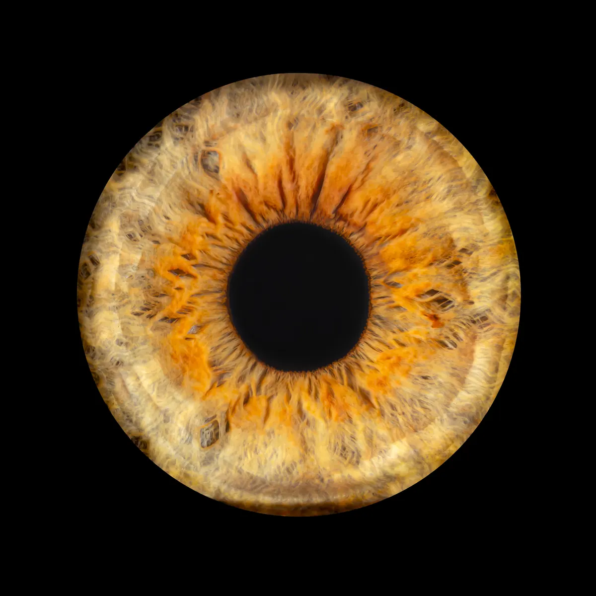 Photo iris macro — Studio Deux-Quatre Guebwiller