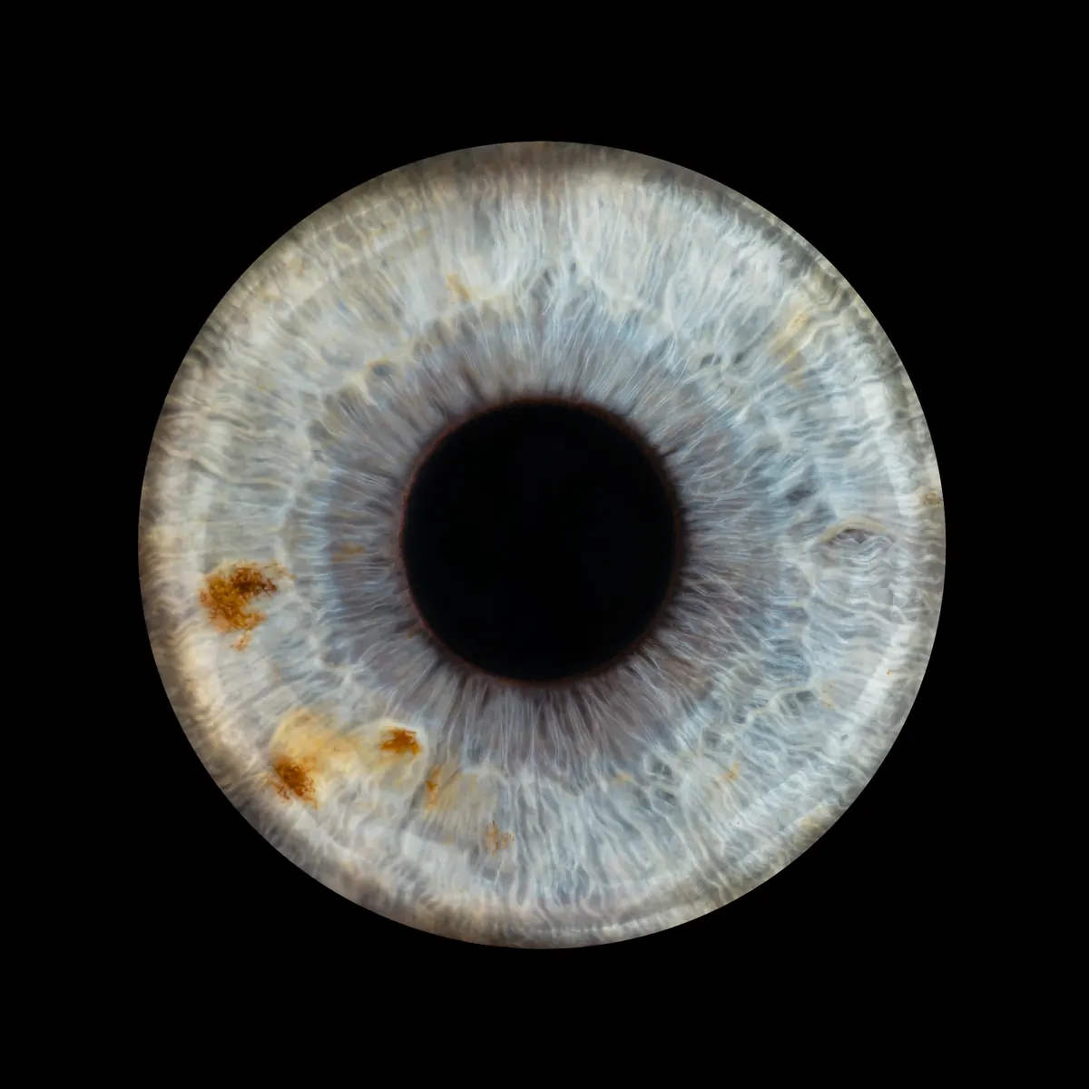 Photo iris macro — Studio Deux-Quatre Guebwiller